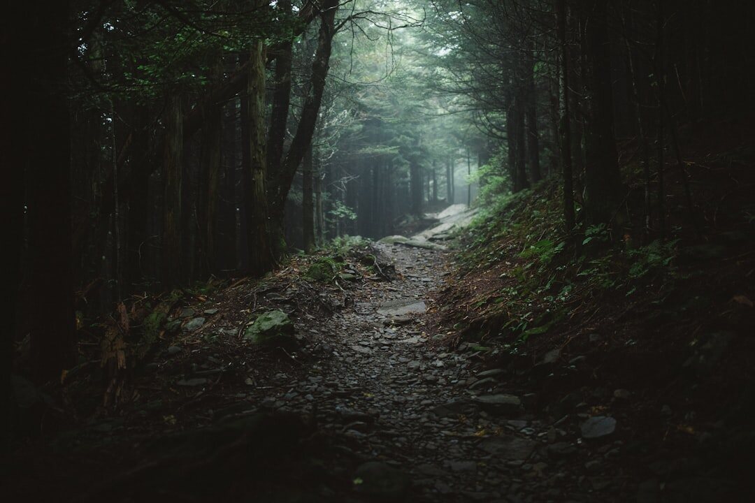foggy forest path